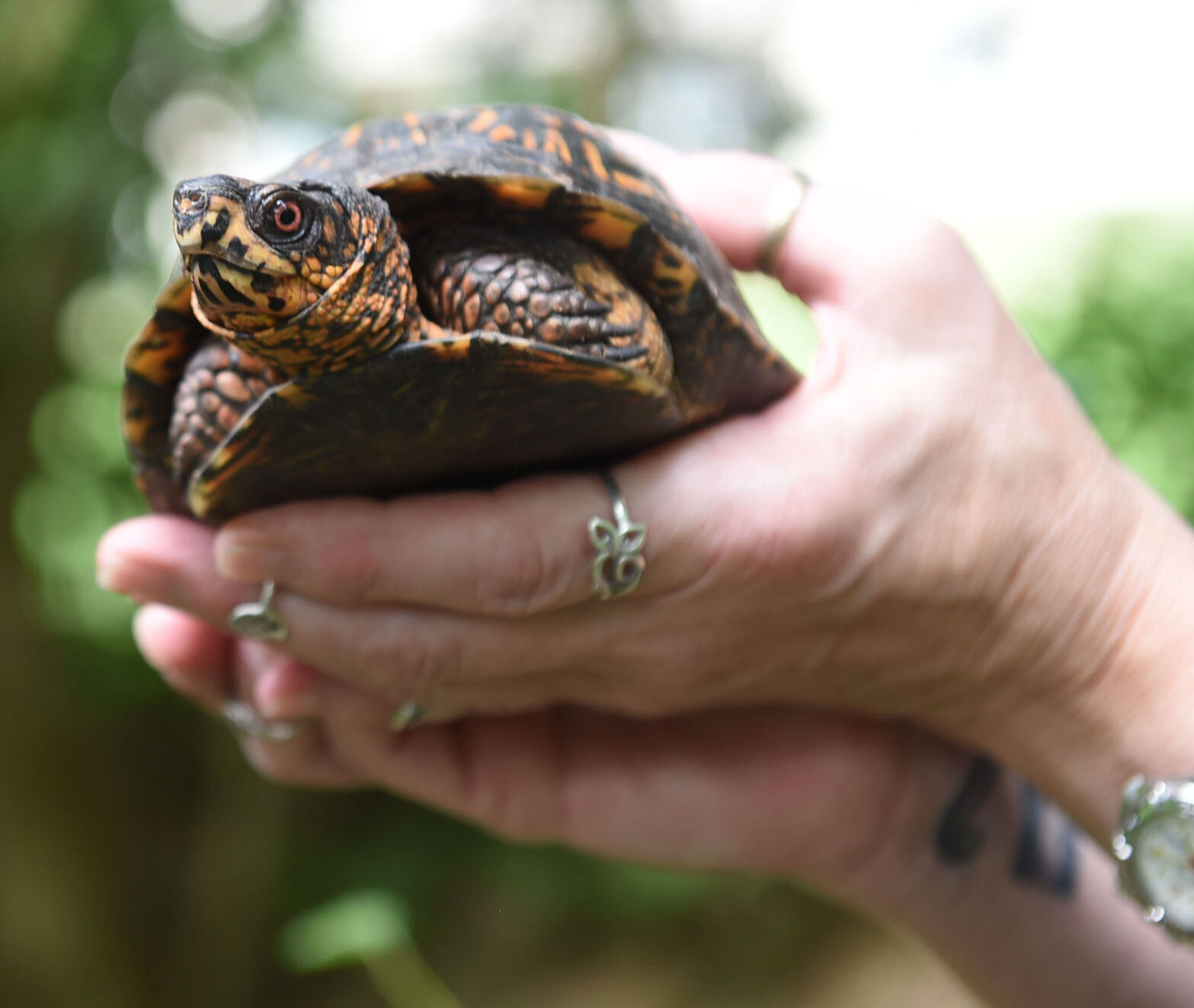 WildlifeRescue004.jpg